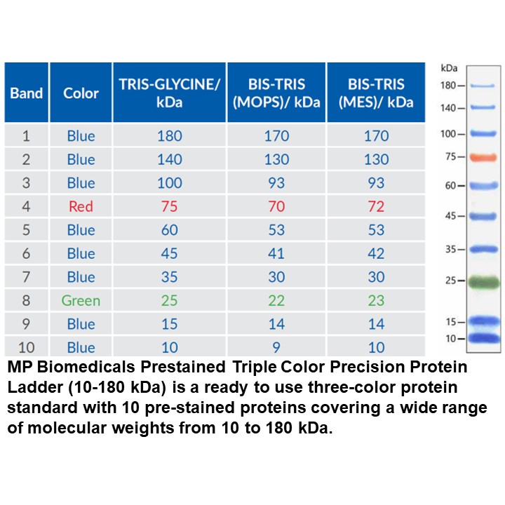 BiossPM Rainbow Protein Marker (10~245 kDa)