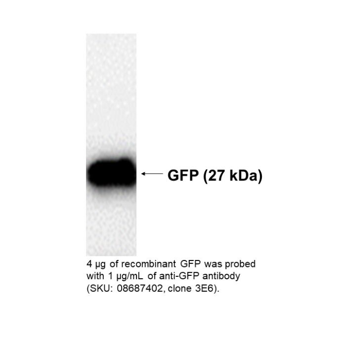 Mouse anti GFP monoclonal antibody Clone 3E6 with BSA