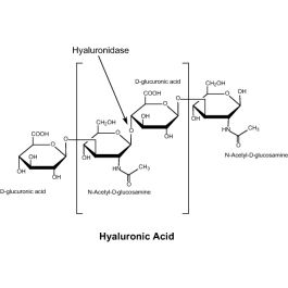 Hyaluronidase