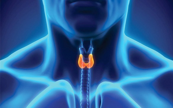 Endocrinology Tests - EIA, RIA & ELISA Immunoassay Kits - Assay Test ...